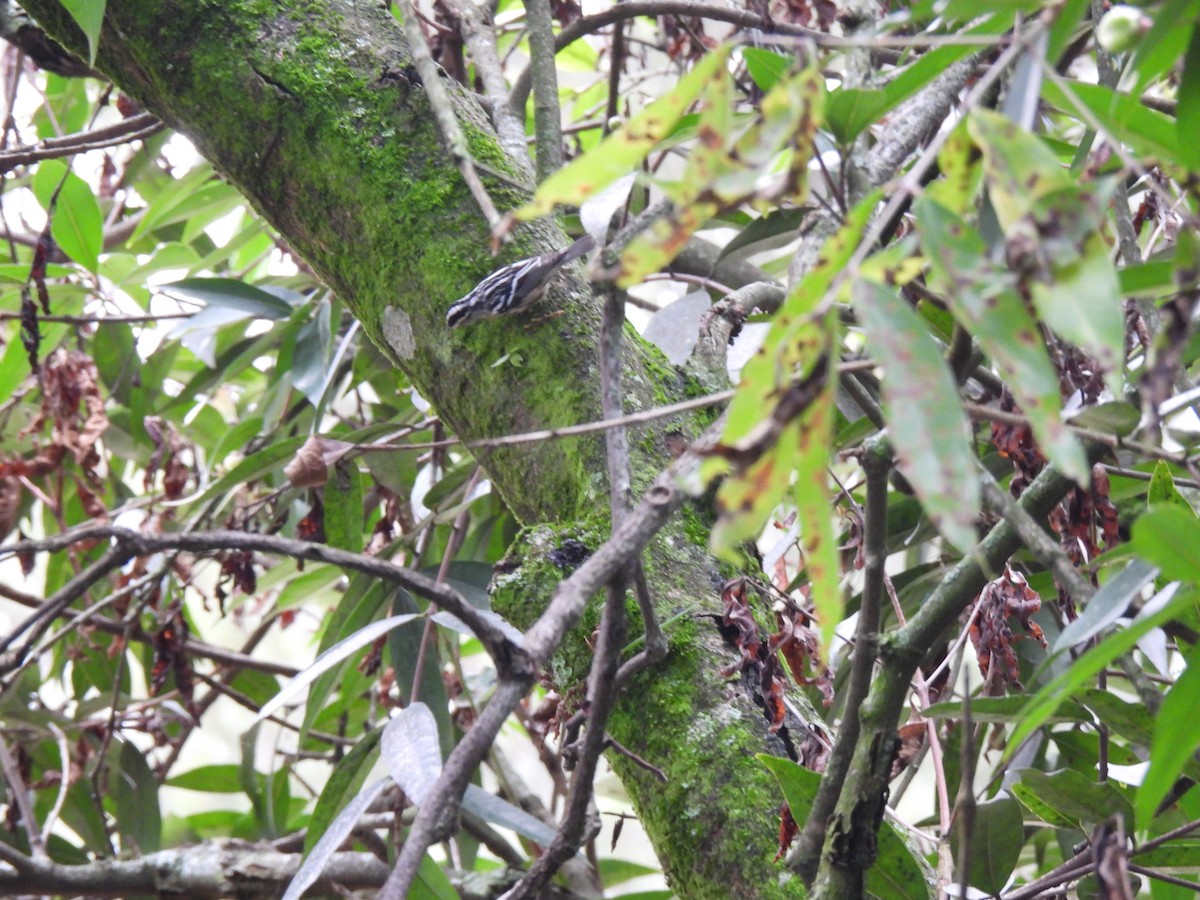 Black-and-white Warbler - ML642796616