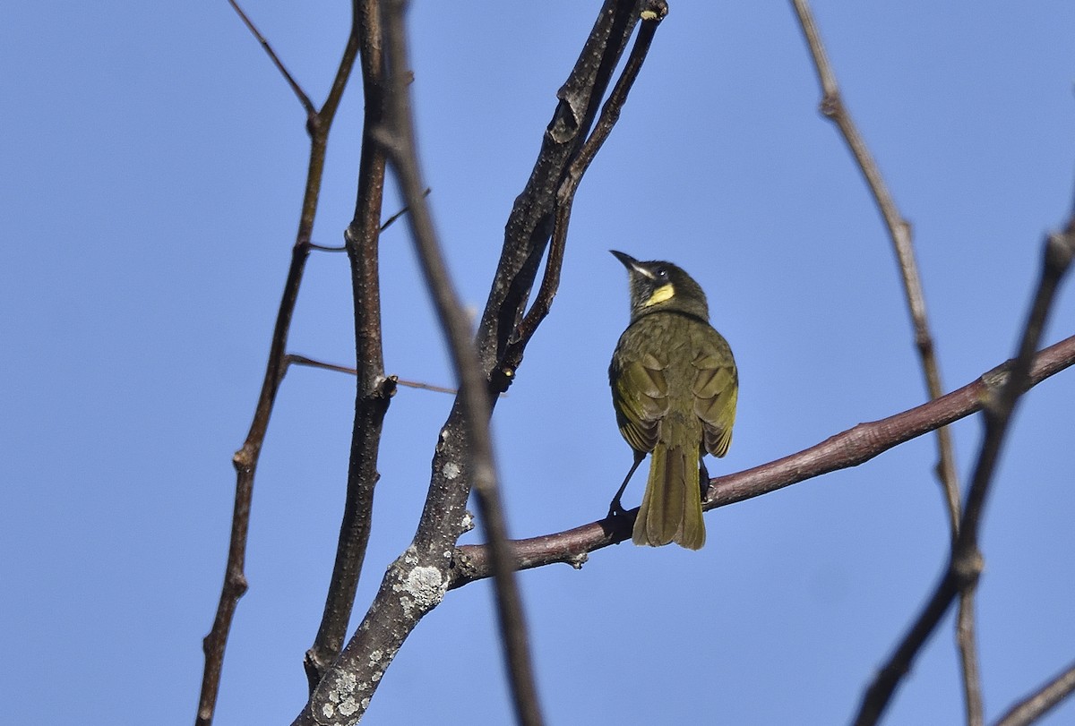 Lewin's Honeyeater - ML642796619