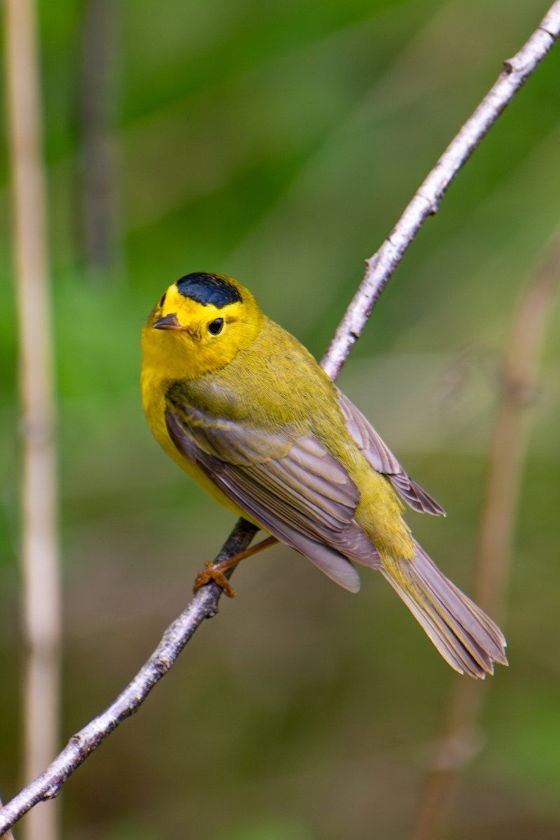 Wilson's Warbler - ML642796621