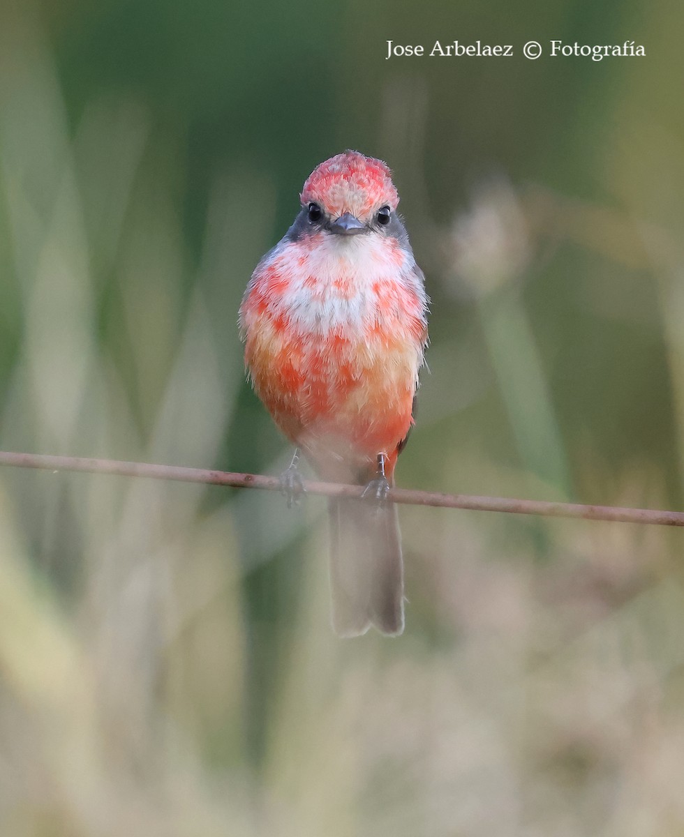 Vermilion Flycatcher - ML642796623