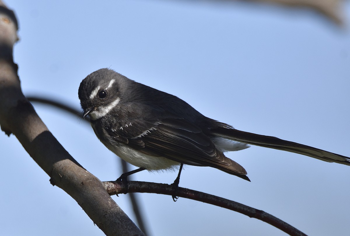Gray Fantail (alisteri) - ML642796624