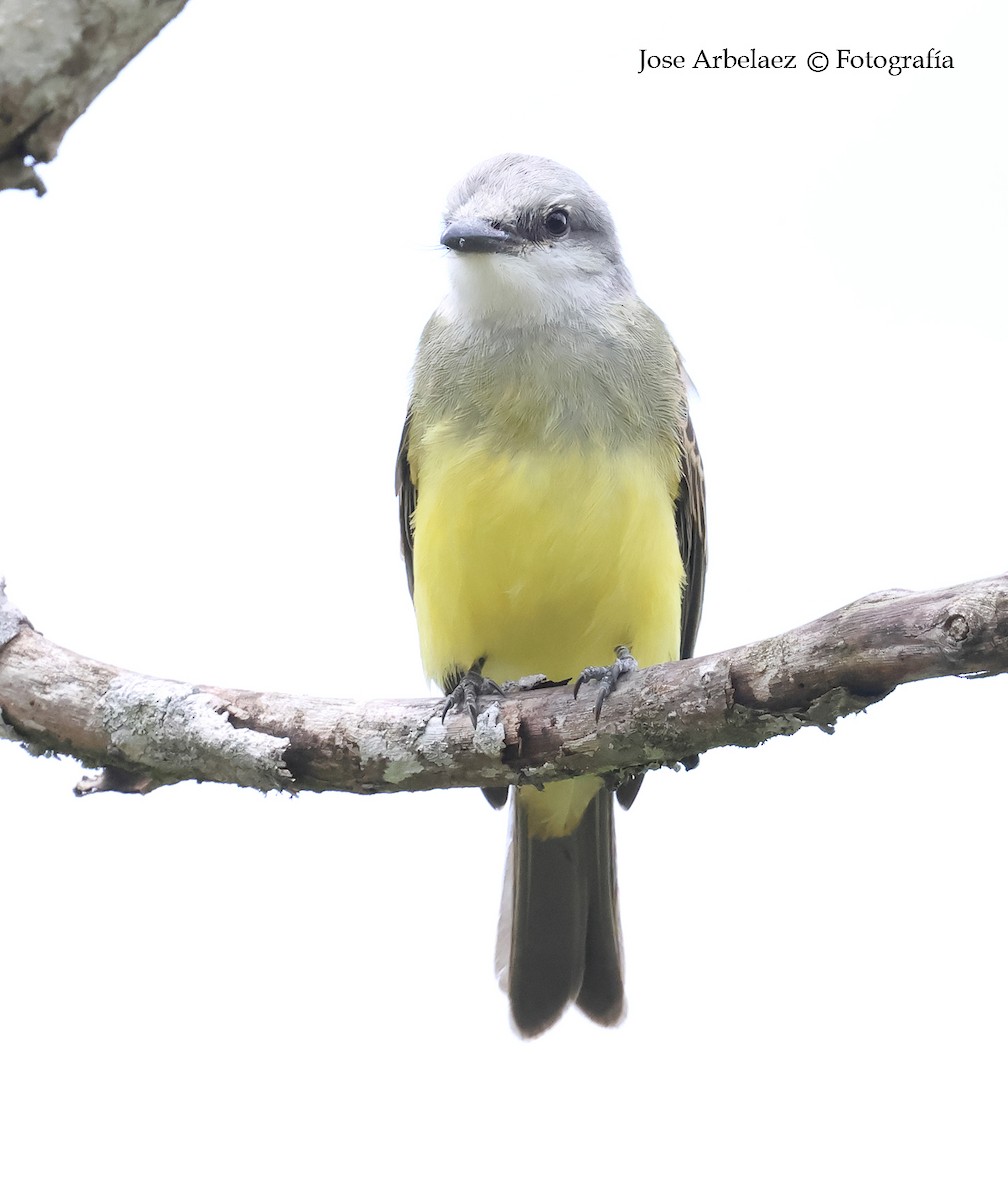 Tropical Kingbird - ML642796636