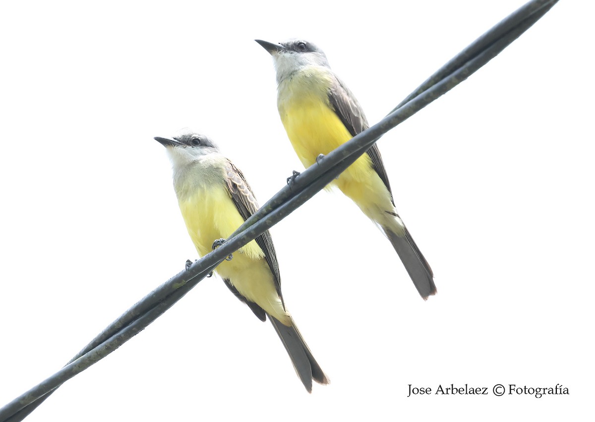 Tropical Kingbird - ML642796637