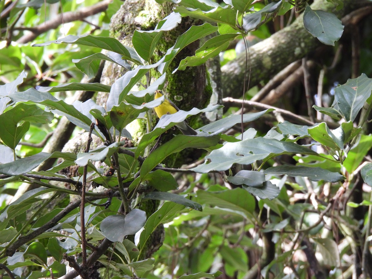 Canada Warbler - ML642796638