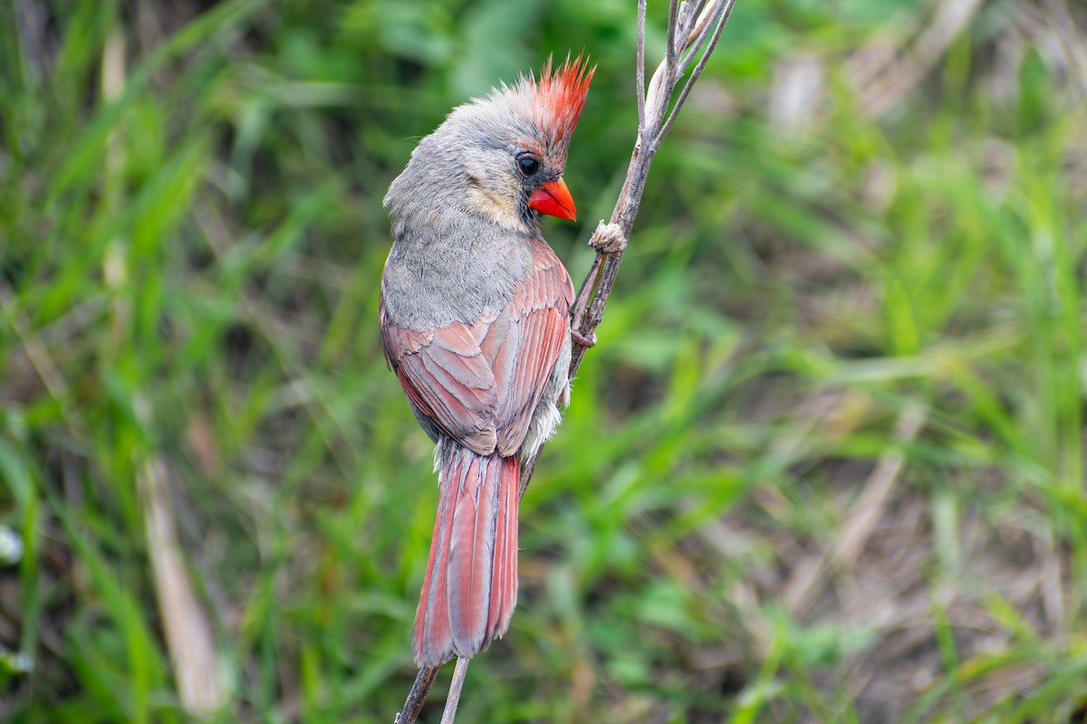 Northern Cardinal - ML642796643