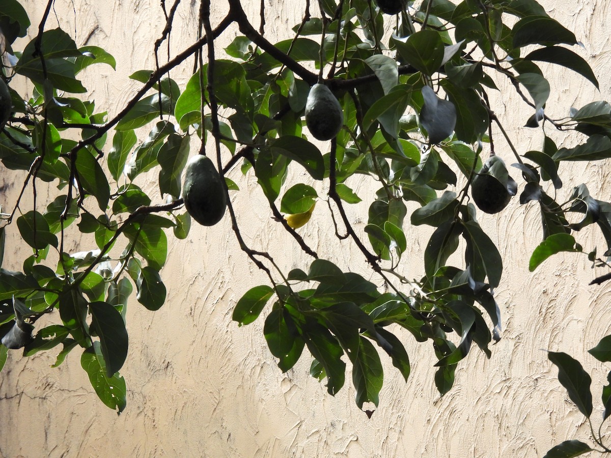 Canada Warbler - ML642796651