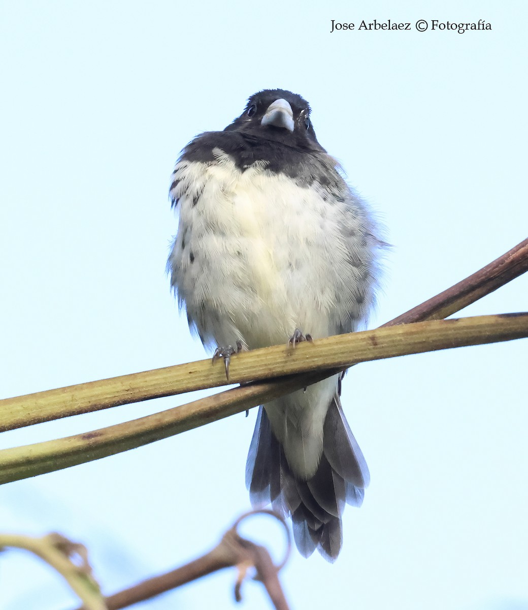 Yellow-bellied Seedeater - ML642796653
