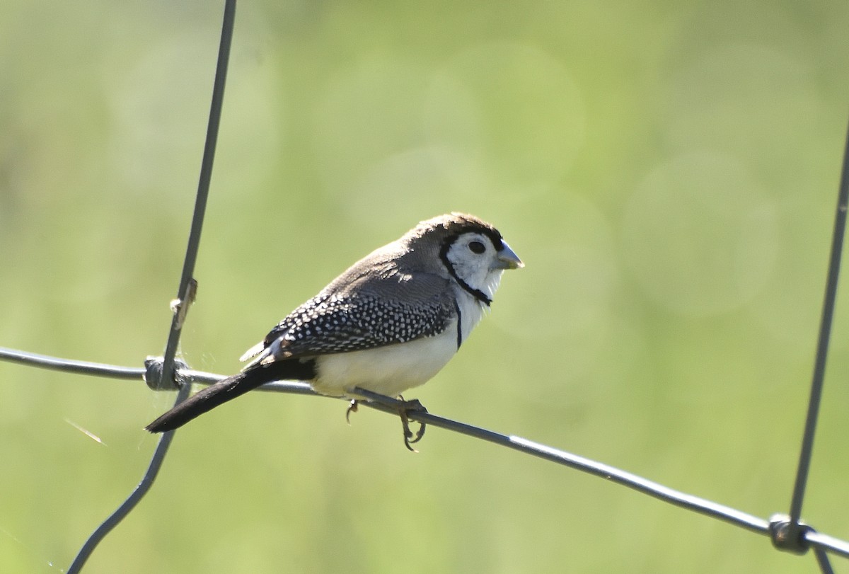 Double-barred Finch - ML642796654