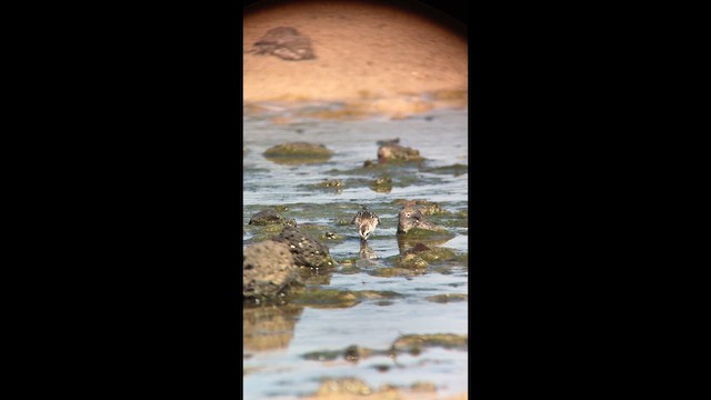 Spoon-billed Sandpiper - ML642796669