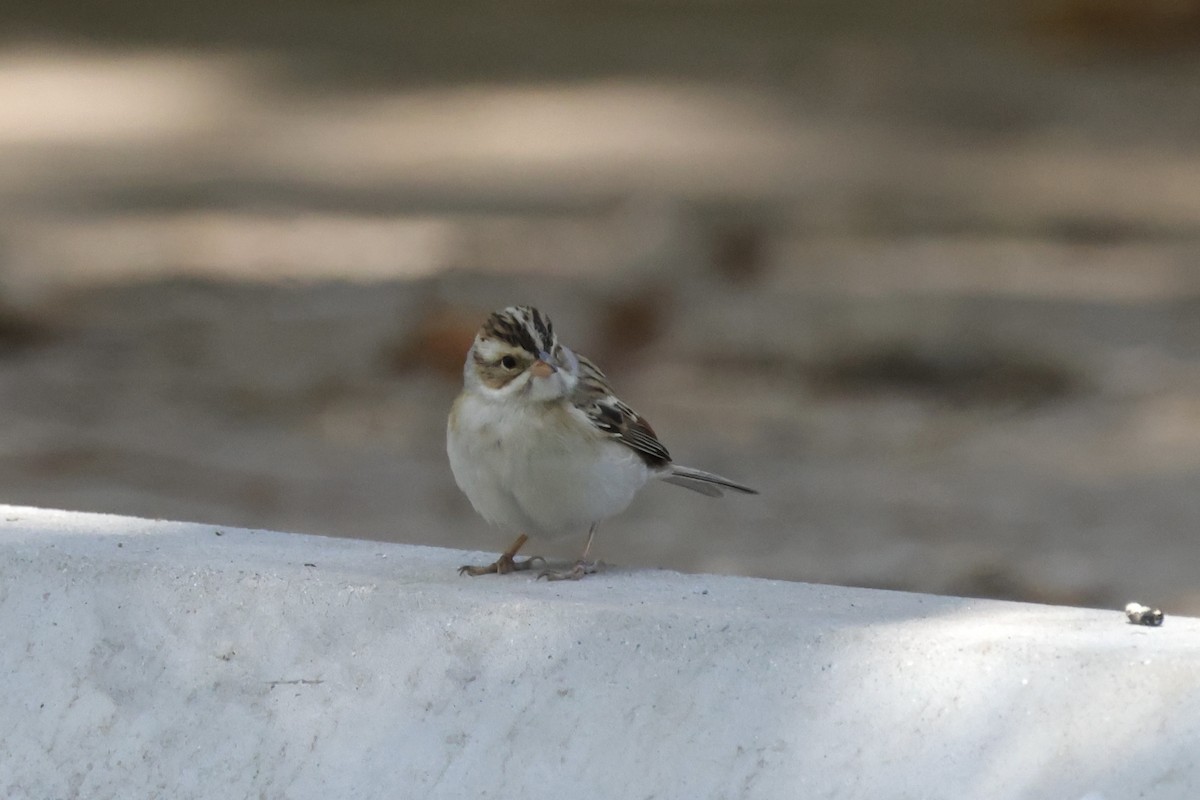 Clay-colored Sparrow - ML642796722
