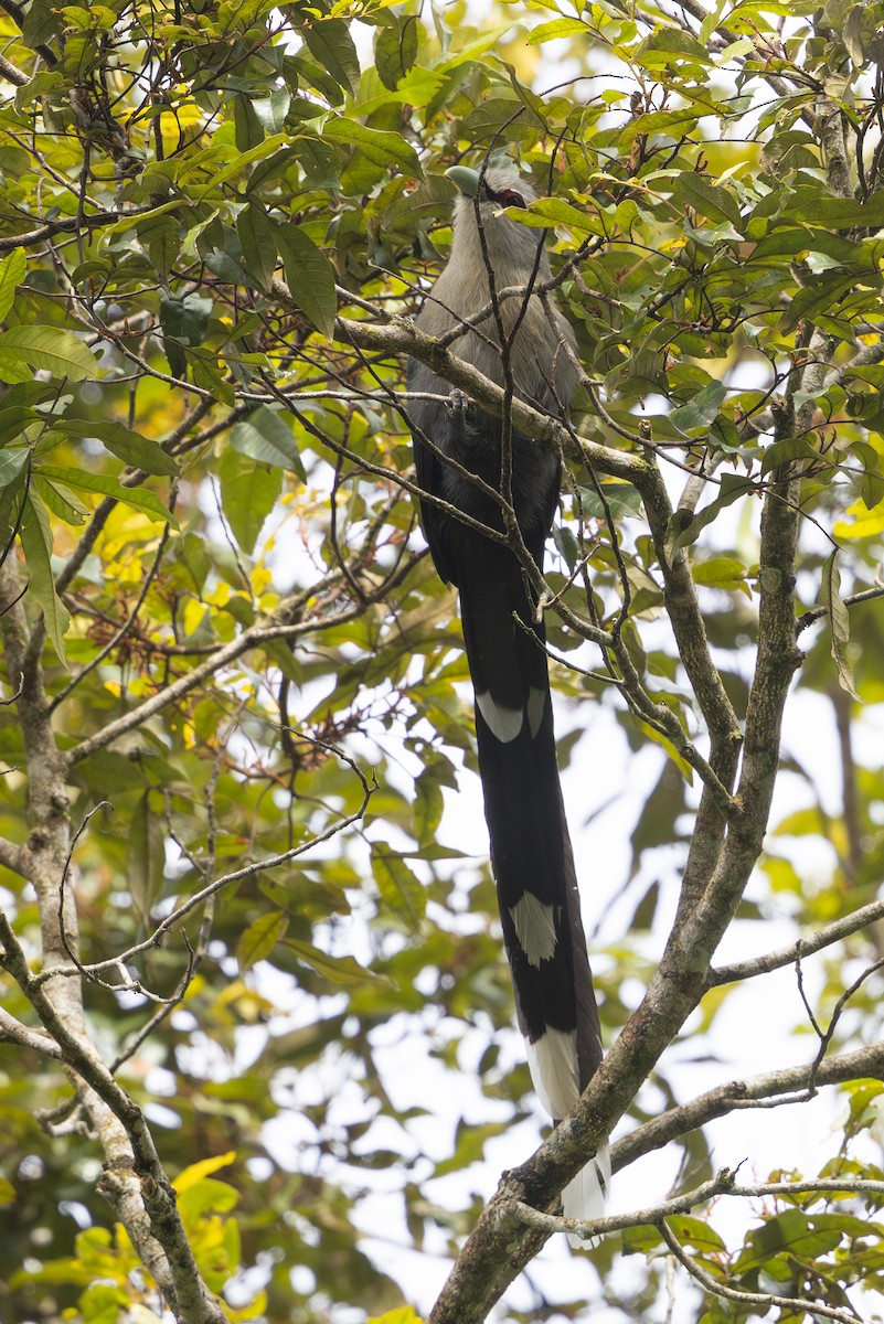 Green-billed Malkoha - ML642796766