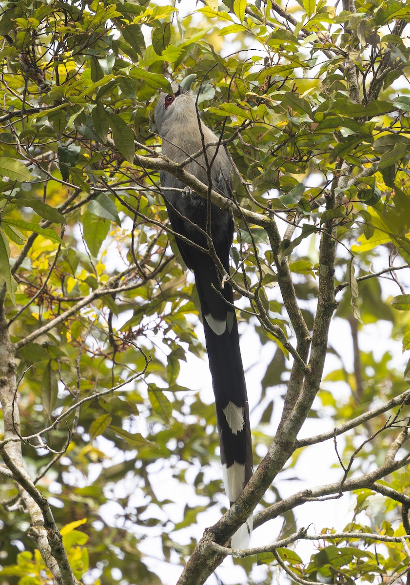 Green-billed Malkoha - ML642796769