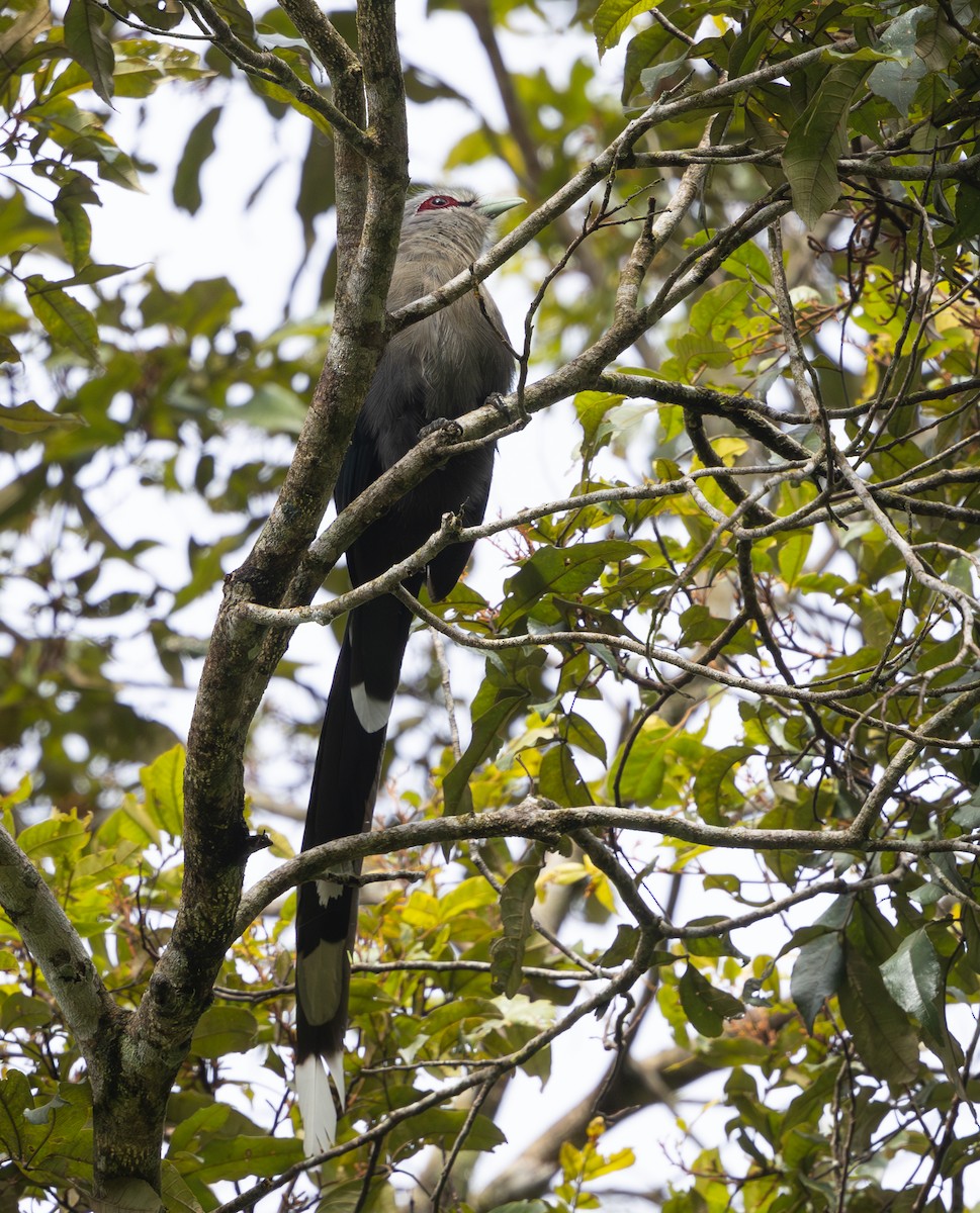 Green-billed Malkoha - ML642796770