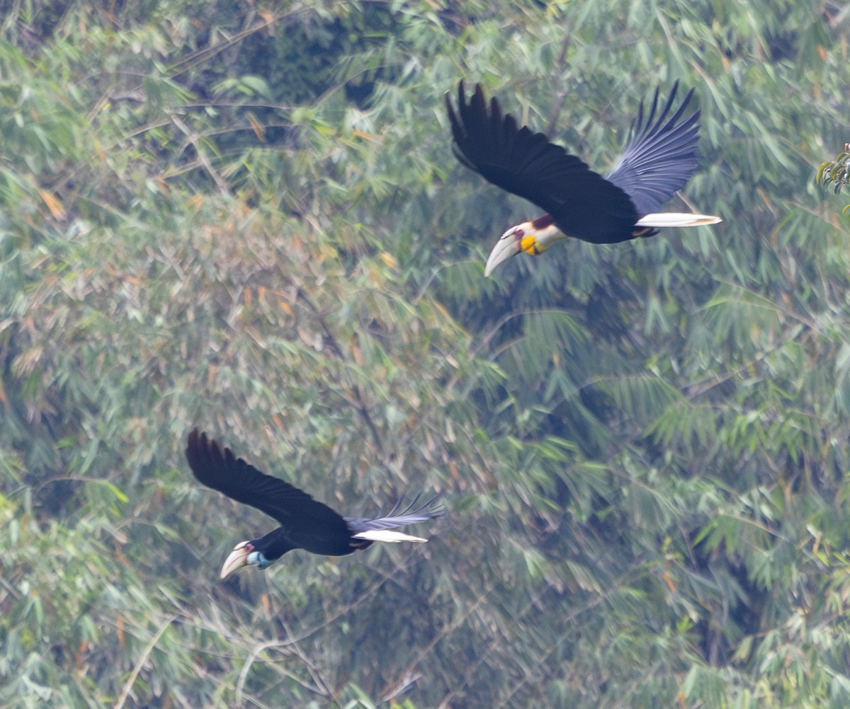 Wreathed Hornbill - ML642796800