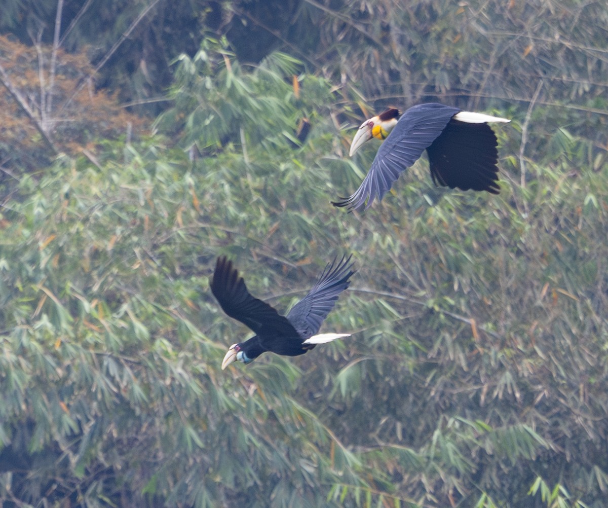 Wreathed Hornbill - ML642796801