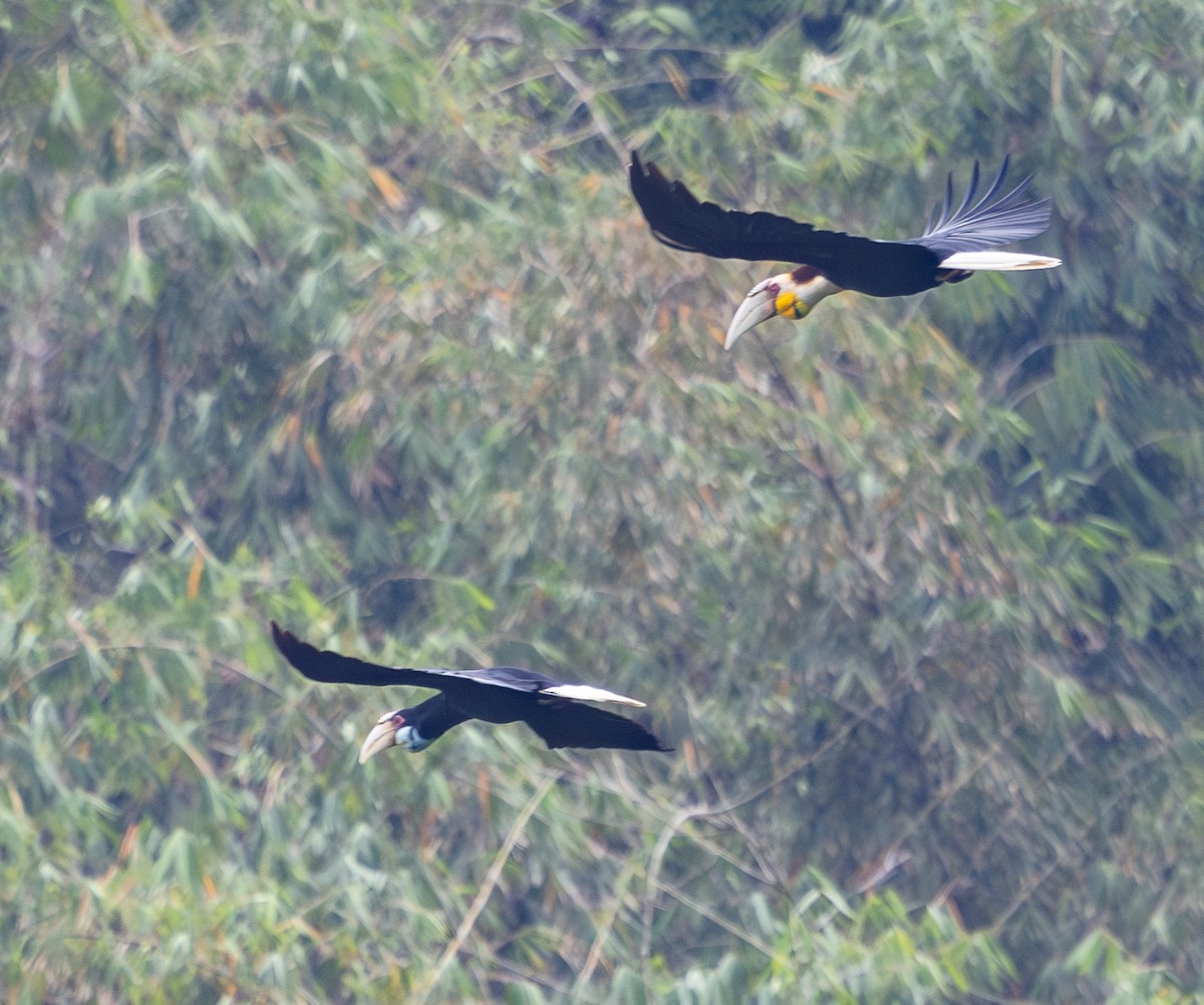 Wreathed Hornbill - ML642796802