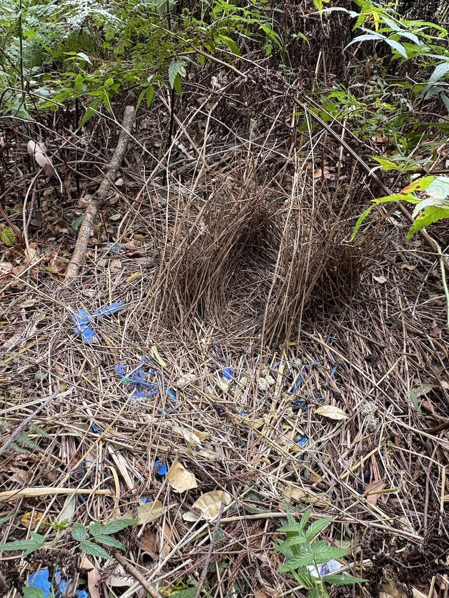 Satin Bowerbird - ML642796810