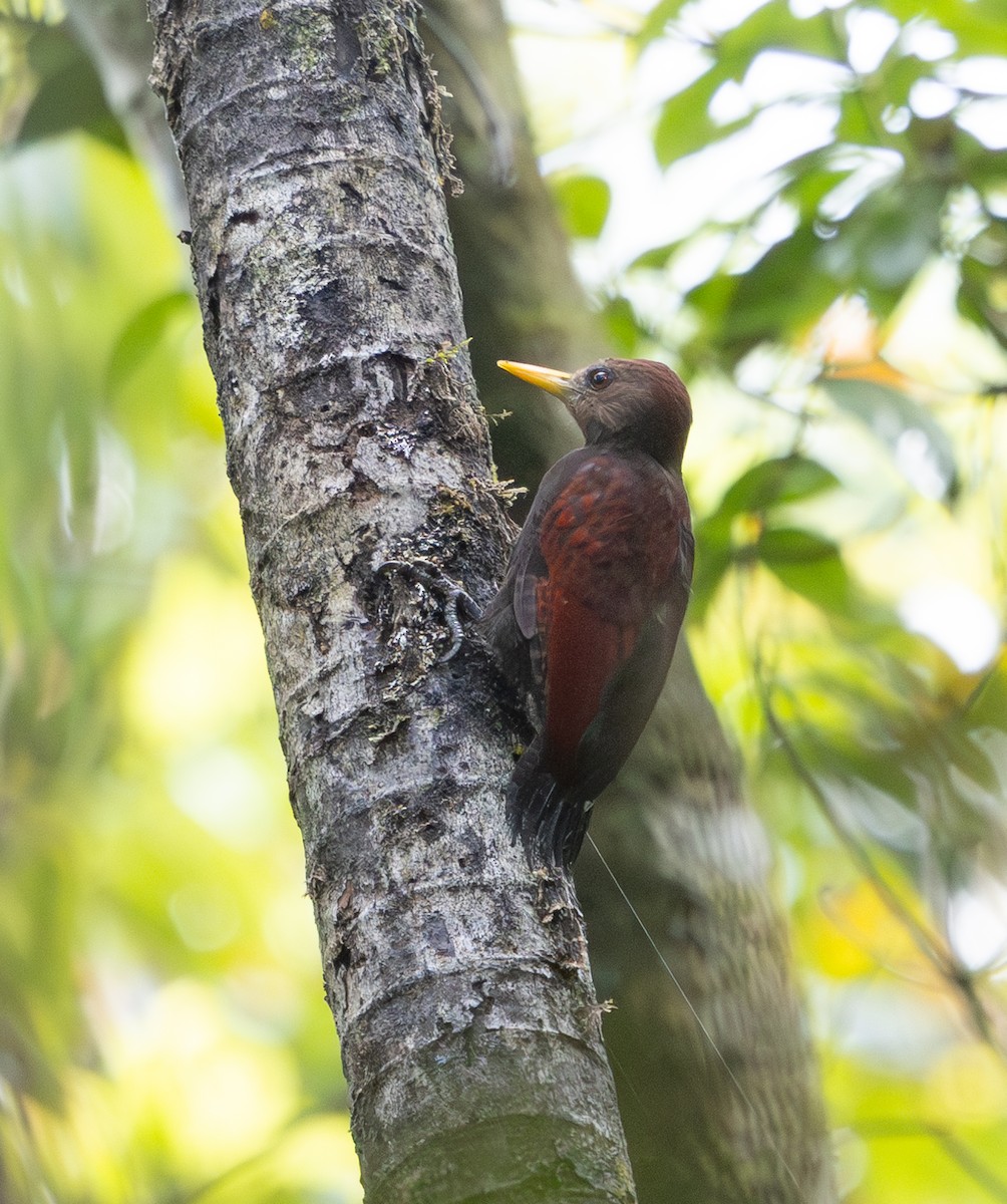 Maroon Woodpecker - ML642796816