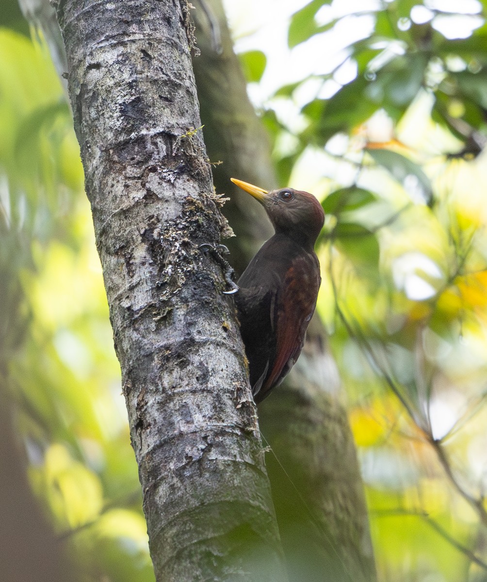 Maroon Woodpecker - ML642796817