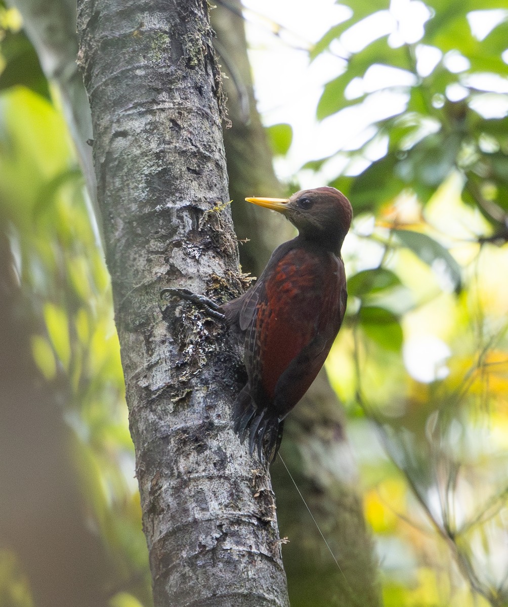 Maroon Woodpecker - ML642796818