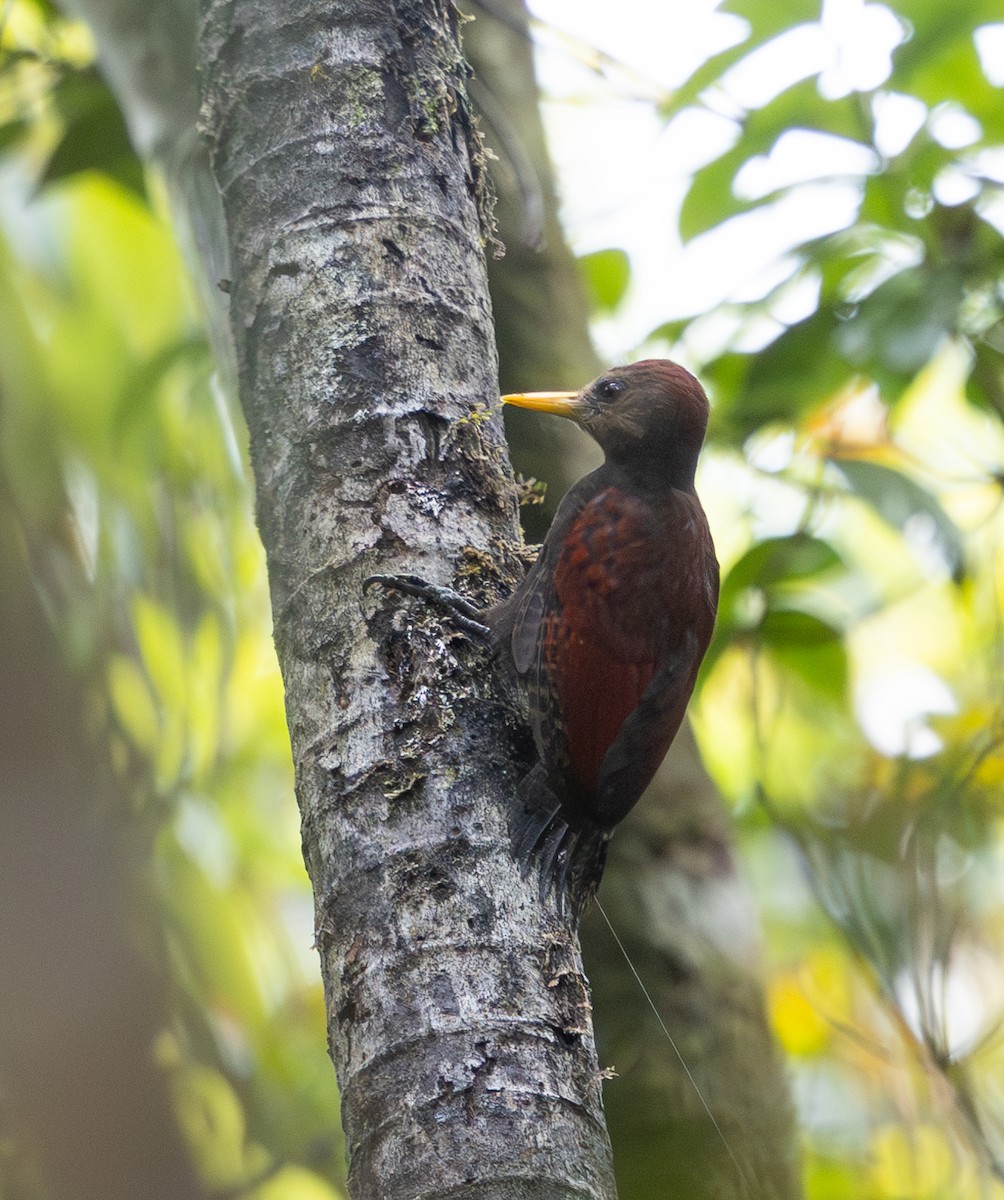 Maroon Woodpecker - ML642796819