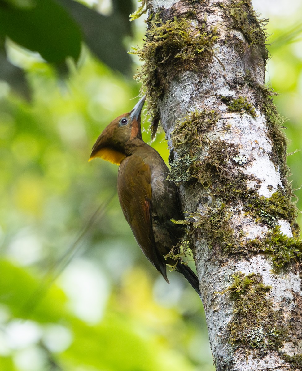 Greater Yellownape - ML642796826