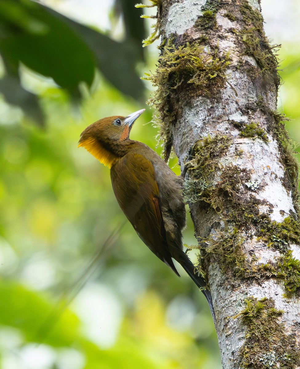 Greater Yellownape - ML642796827