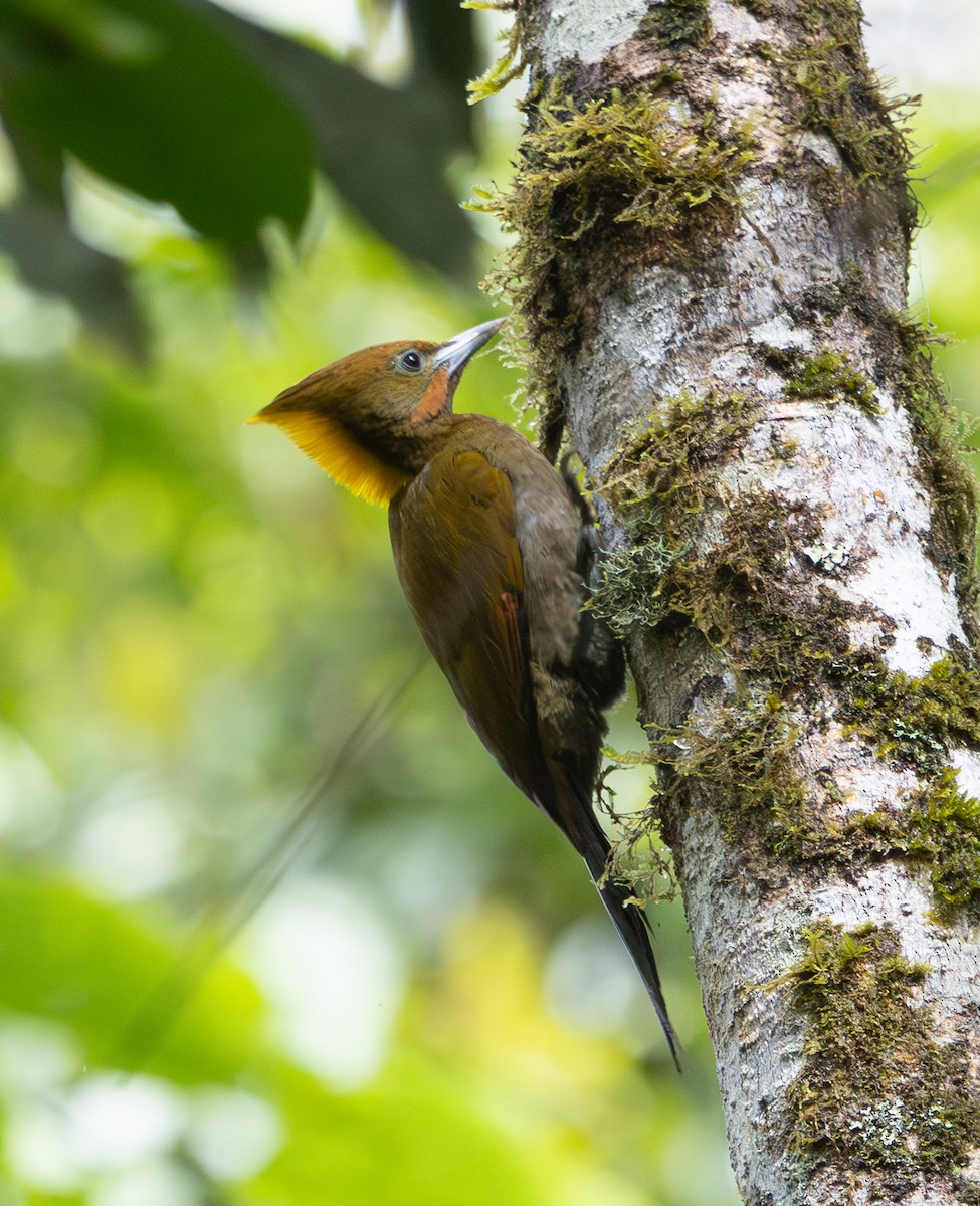 Greater Yellownape - ML642796828