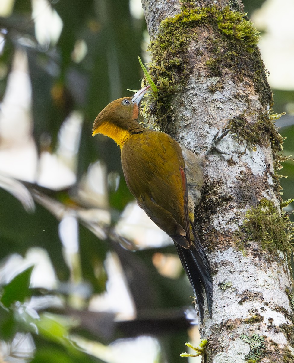 Greater Yellownape - ML642796829