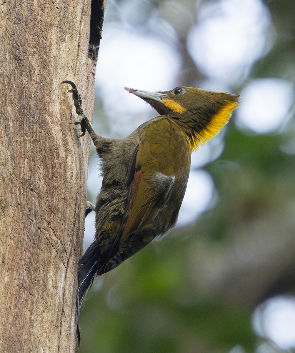 Greater Yellownape - ML642796834