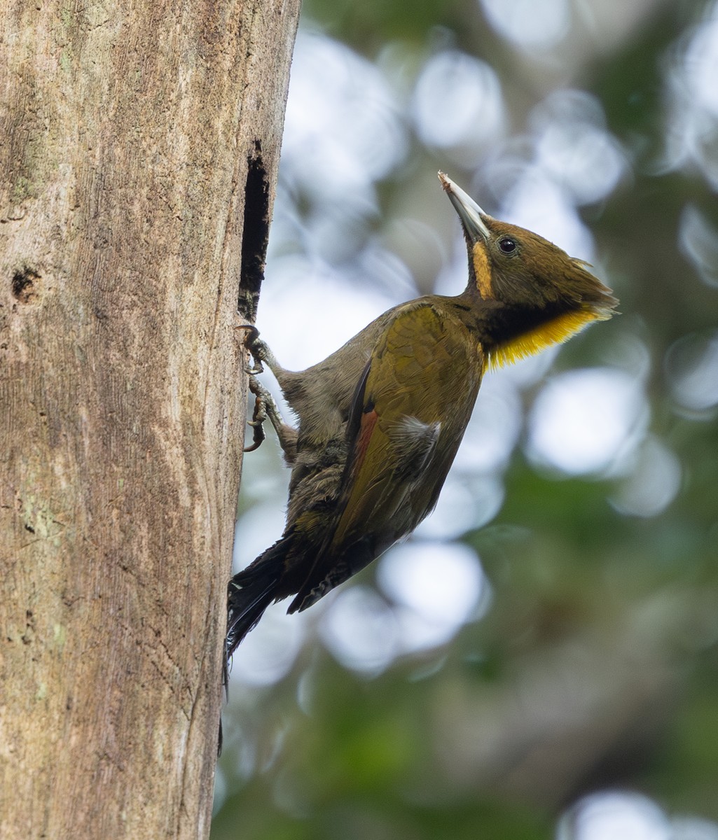 Greater Yellownape - ML642796835