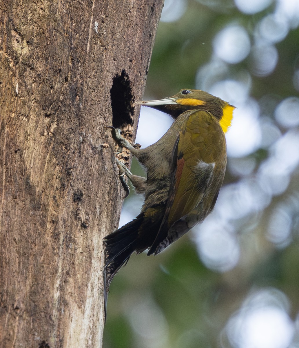 Greater Yellownape - ML642796836