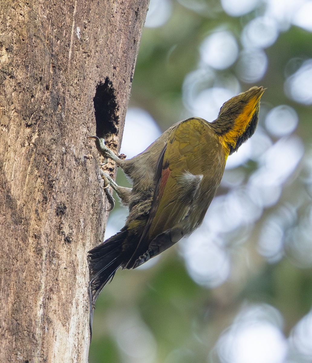 Greater Yellownape - ML642796837