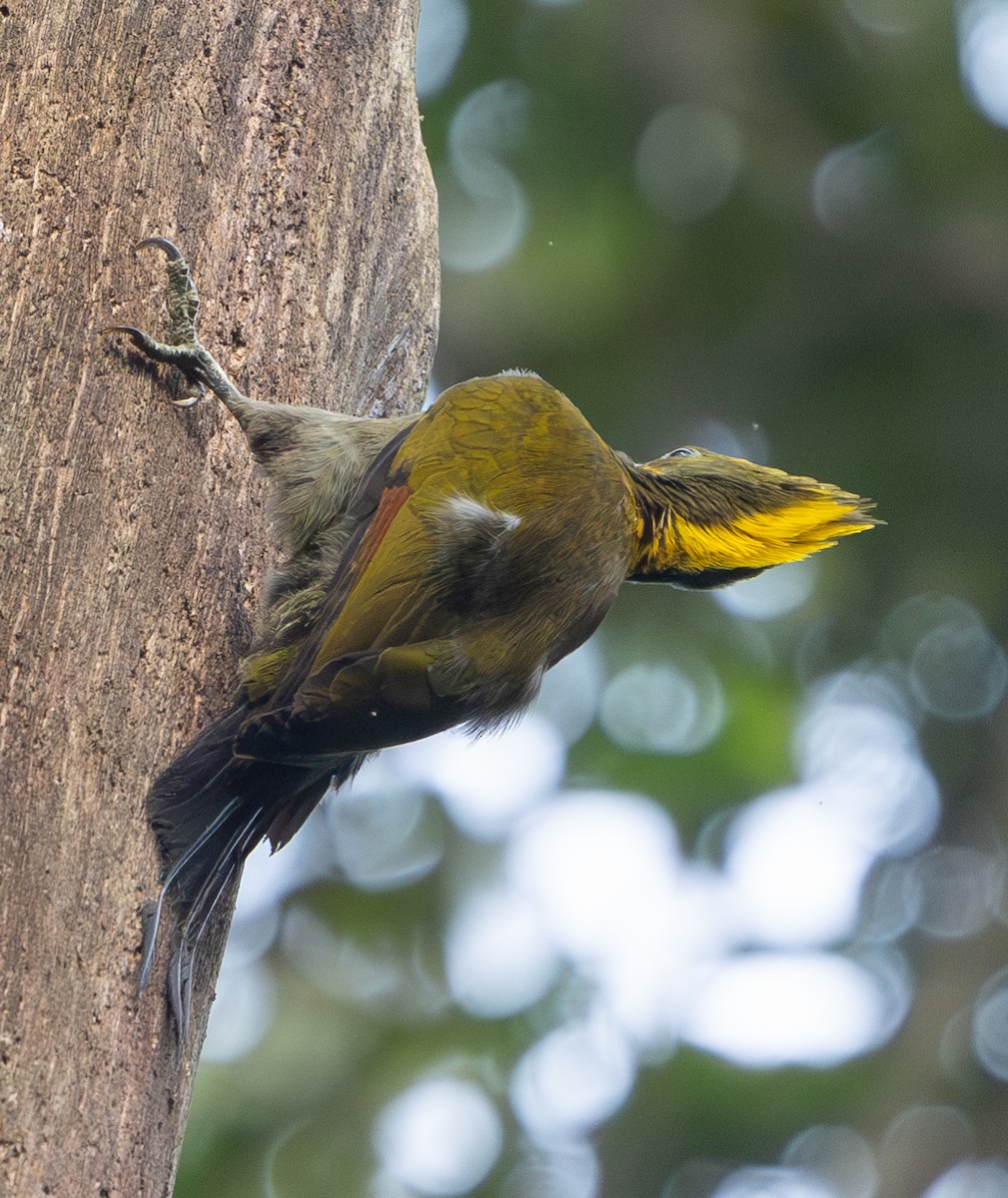 Greater Yellownape - ML642796838
