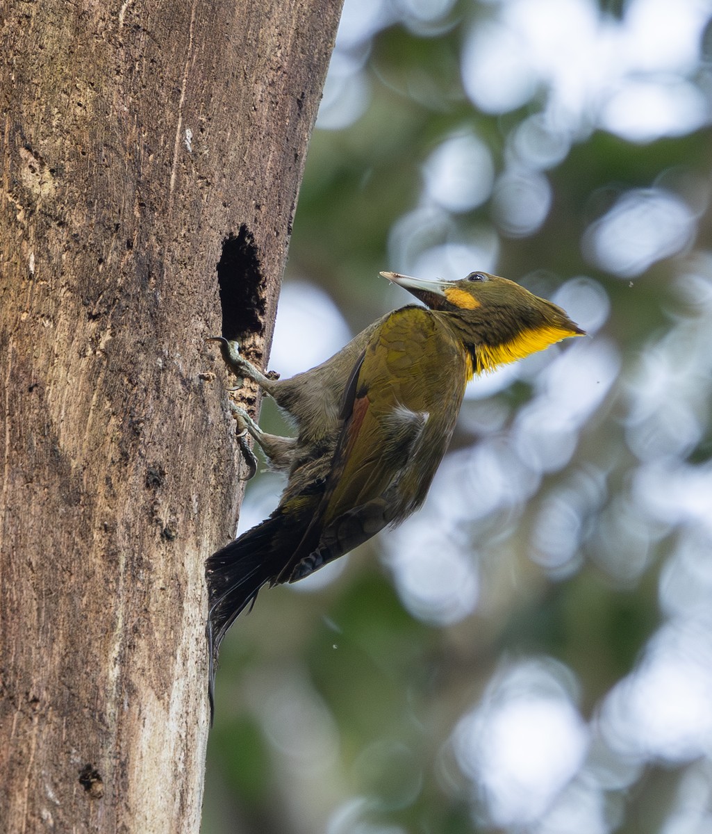 Greater Yellownape - ML642796839