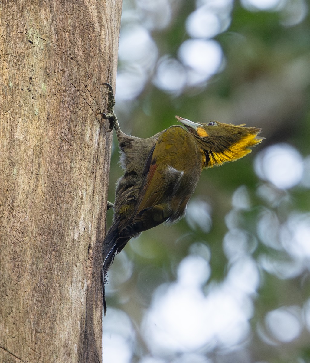 Greater Yellownape - ML642796840