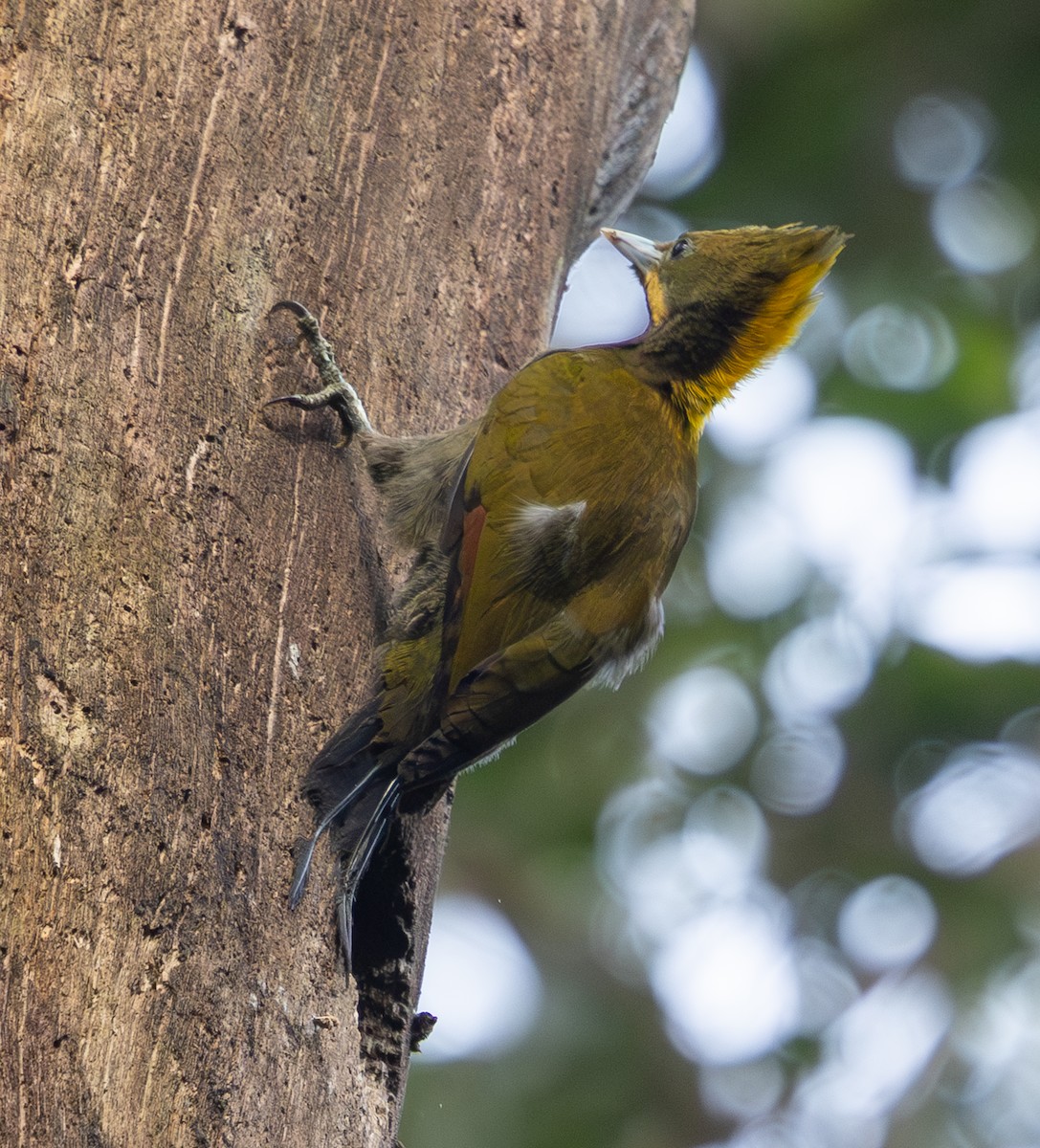 Greater Yellownape - ML642796841
