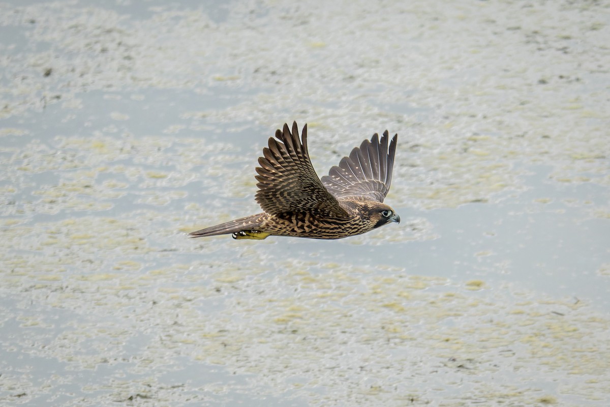 Peregrine Falcon - ML642796842