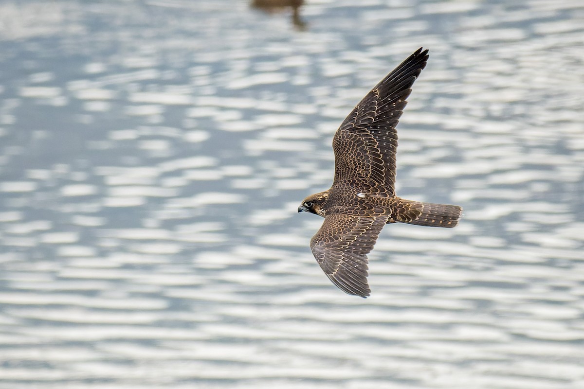 Peregrine Falcon - ML642796843