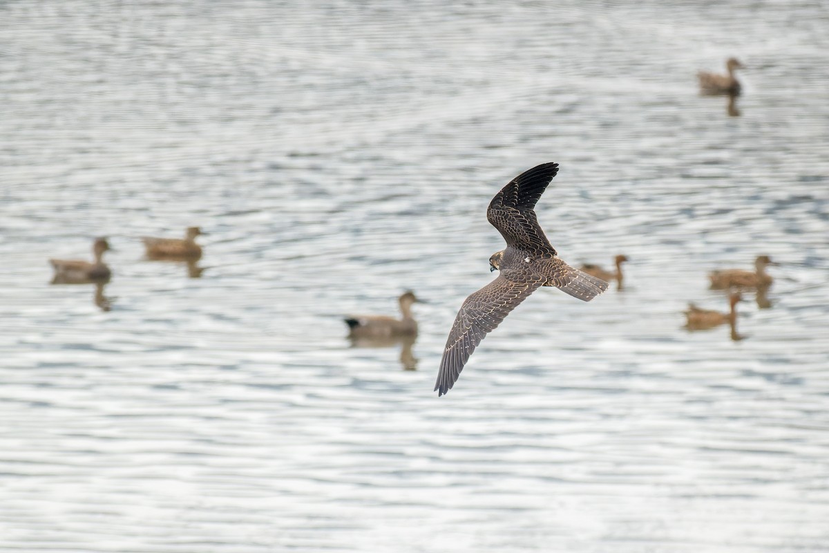 Peregrine Falcon - ML642796844