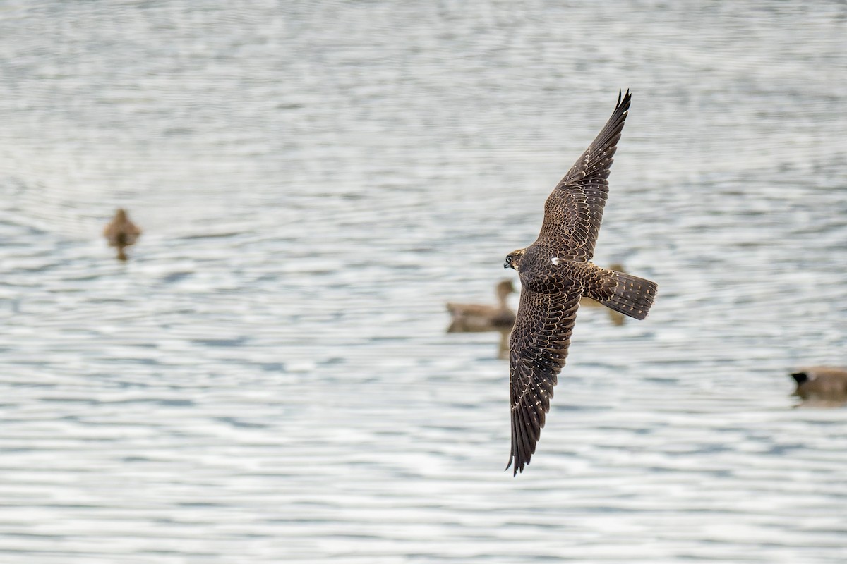 Peregrine Falcon - ML642796845