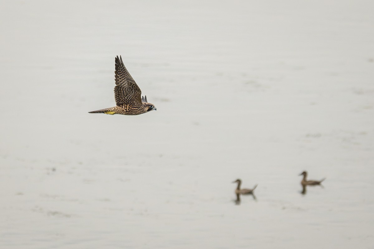 Peregrine Falcon - ML642796846