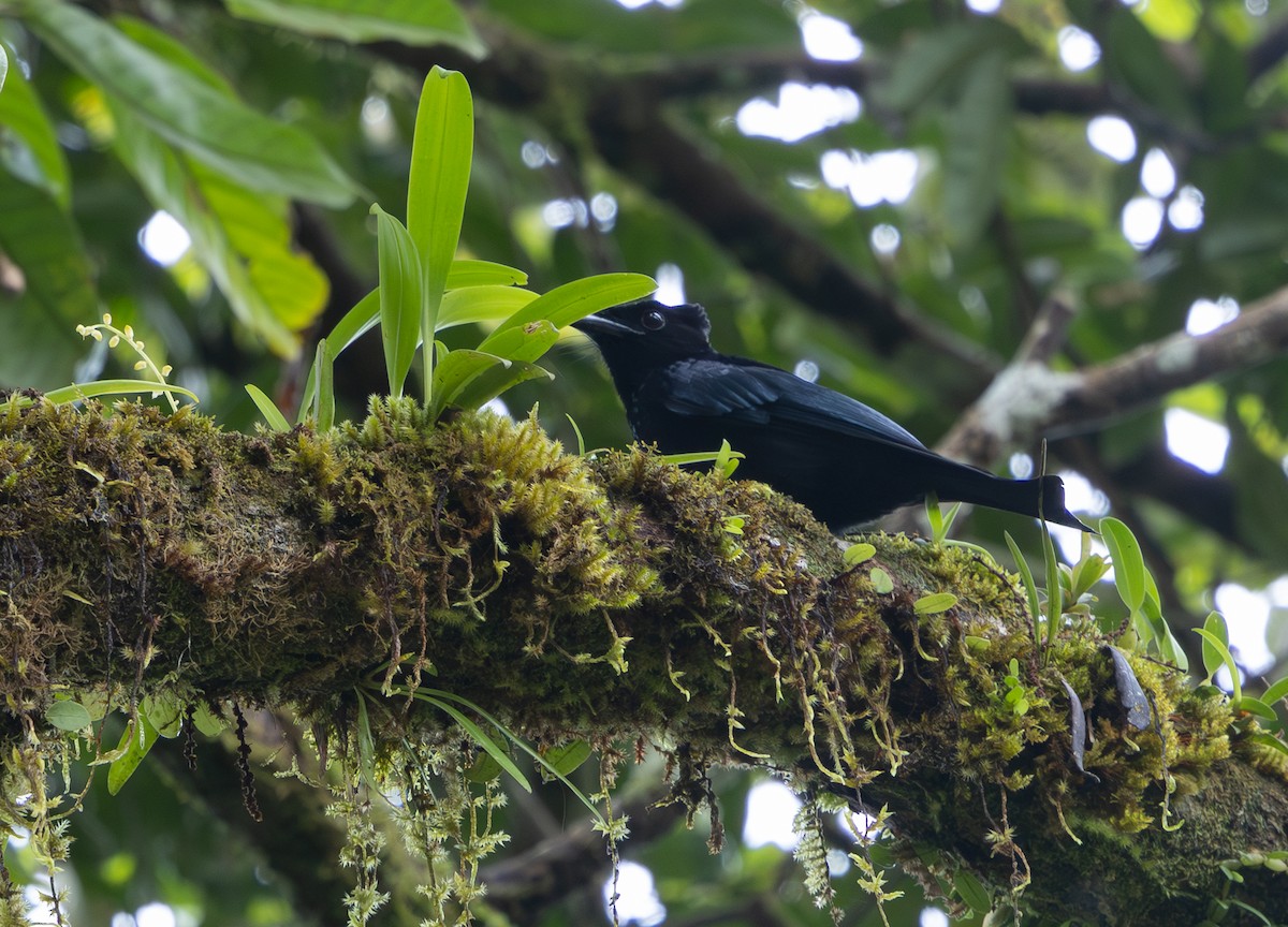 Sumatran Drongo - ML642796864