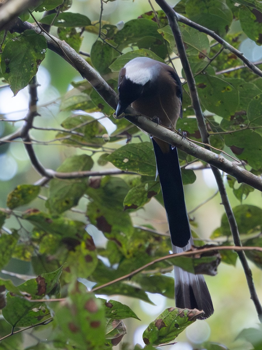Sumatran Treepie - ML642796868