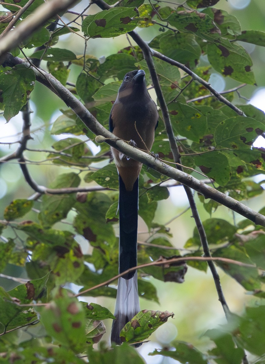Sumatran Treepie - ML642796869