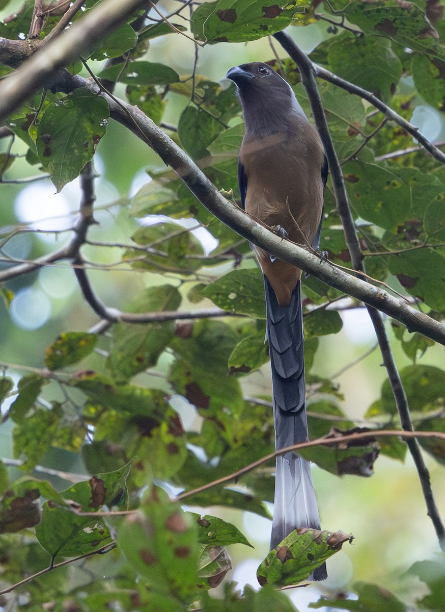 Sumatran Treepie - ML642796870