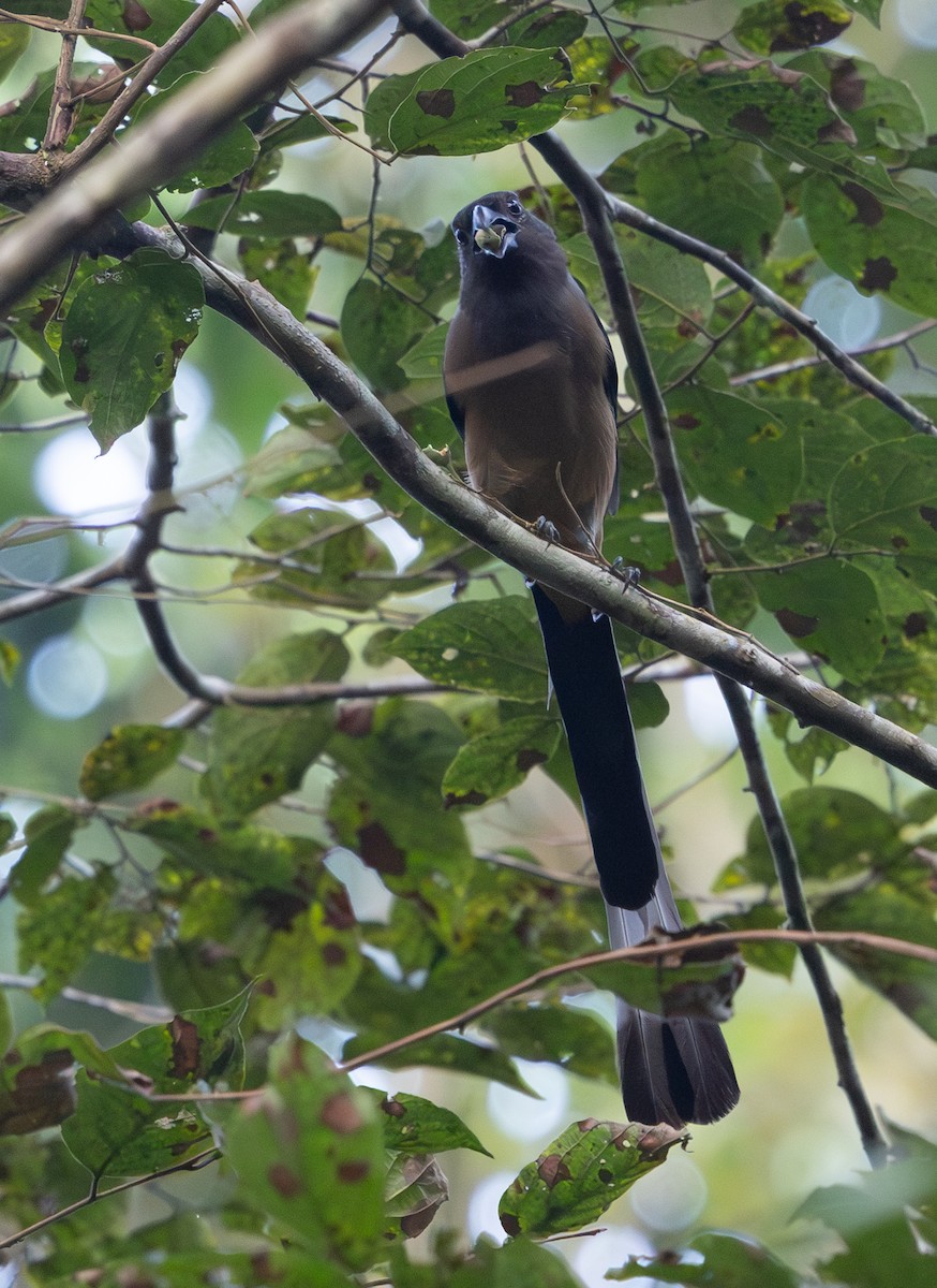 Sumatran Treepie - ML642796871