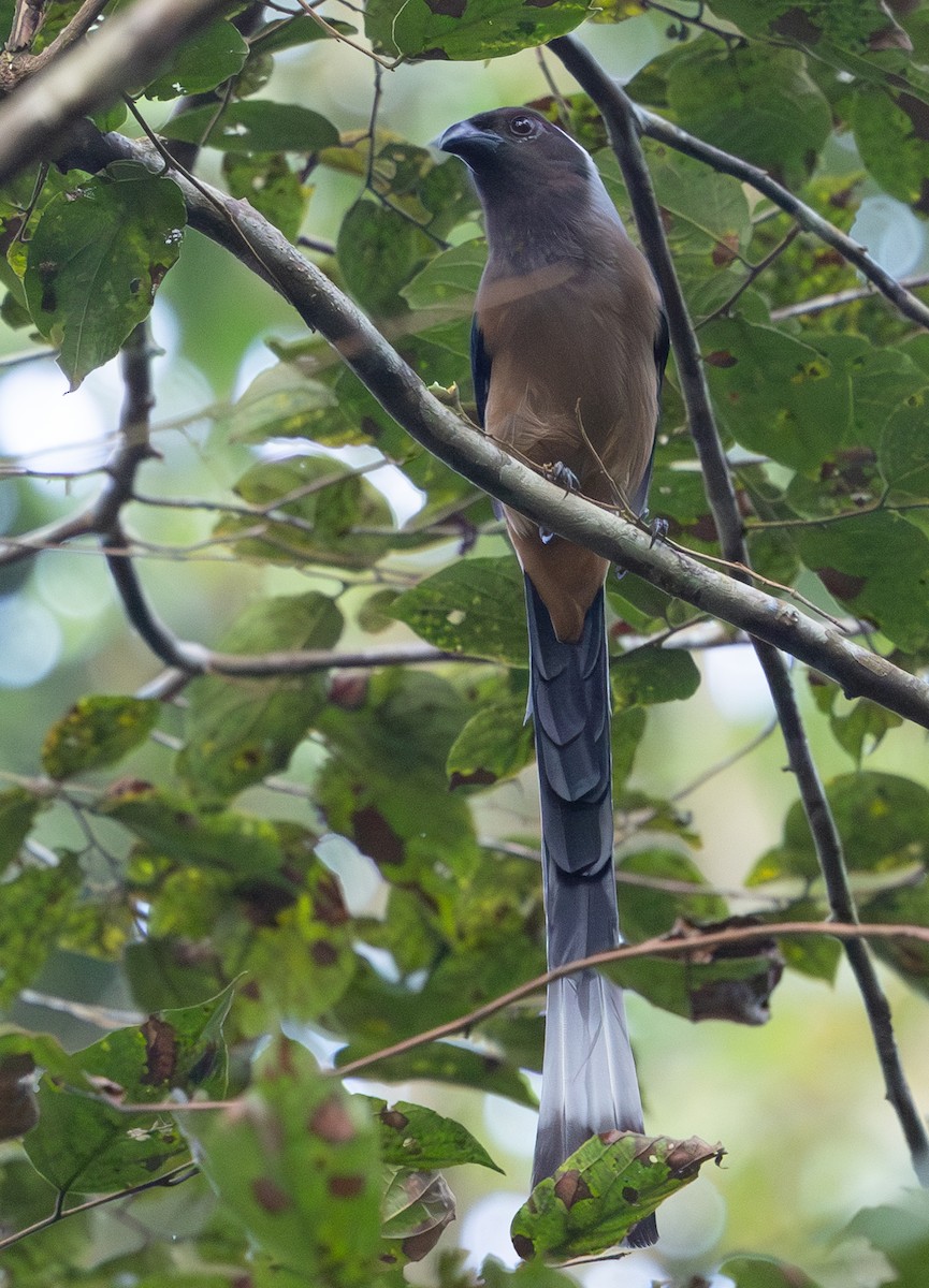 Sumatran Treepie - ML642796872