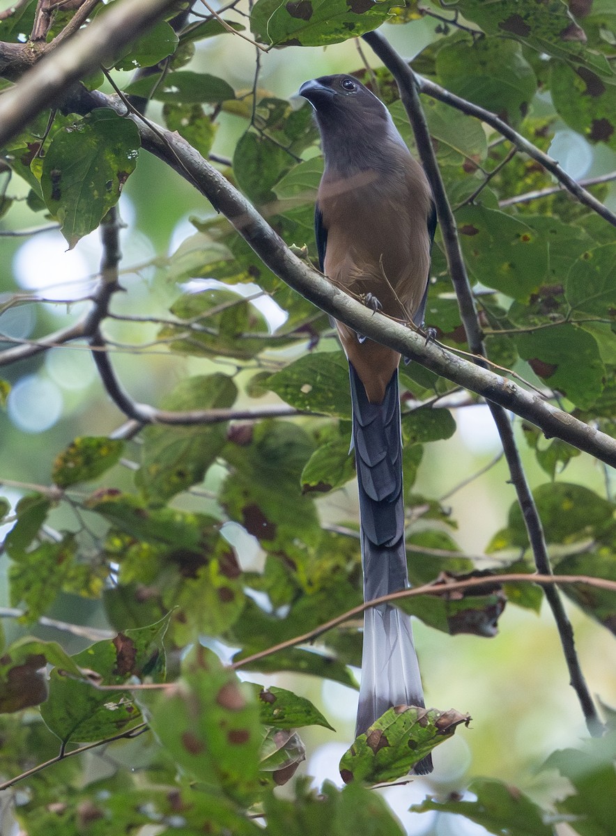 Sumatran Treepie - ML642796873