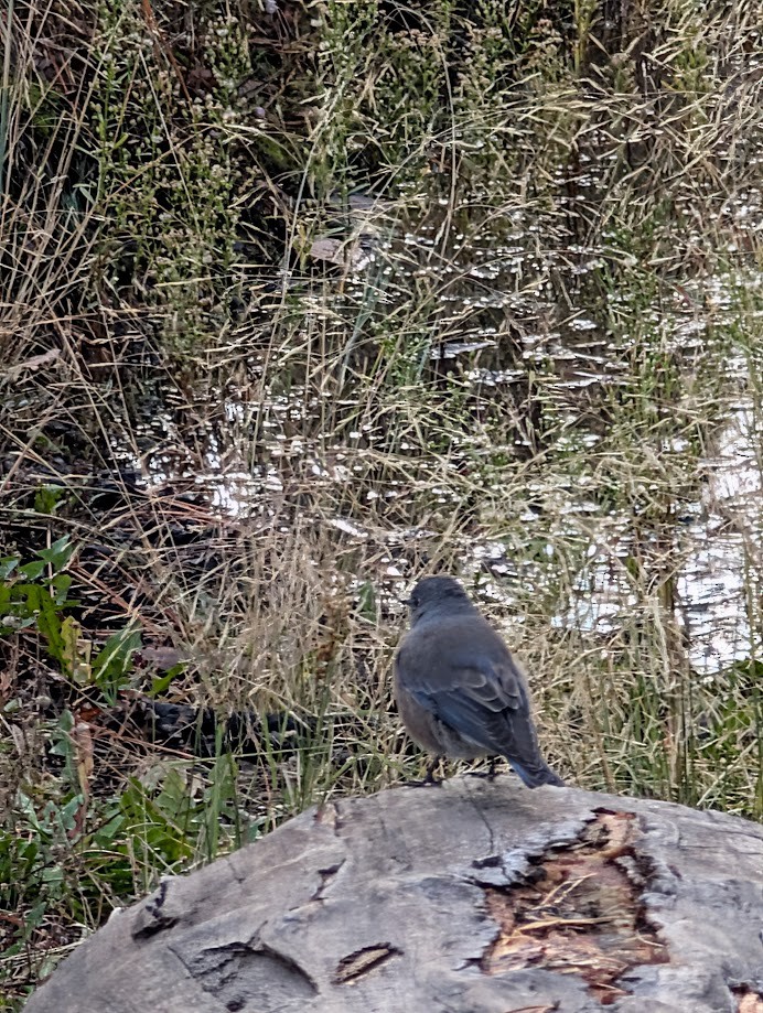 Western Bluebird - ML642796876